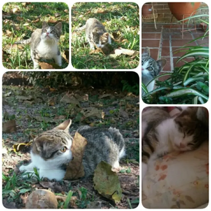 Gato ra a Srd idade 2 a 6 meses nome Tempestade