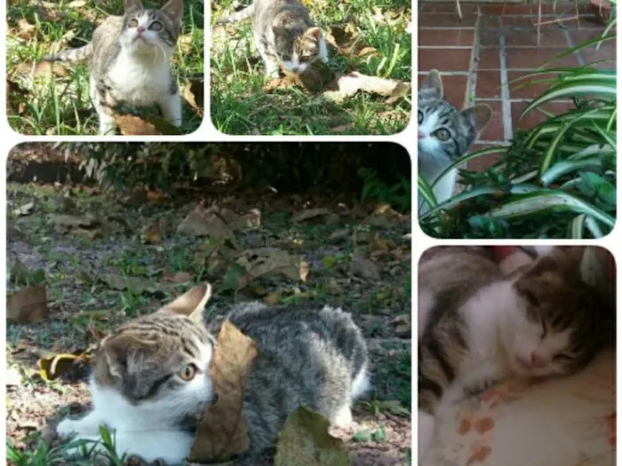 Gato ra a Srd idade 2 a 6 meses nome Tempestade