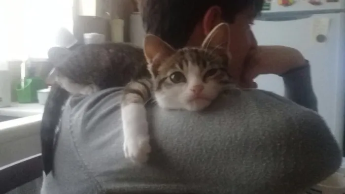 Gato ra a Srd idade 2 a 6 meses nome Tempestade