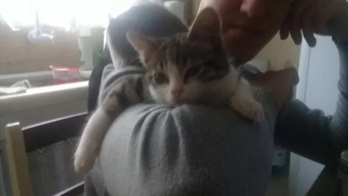 Gato ra a Srd idade 2 a 6 meses nome Tempestade