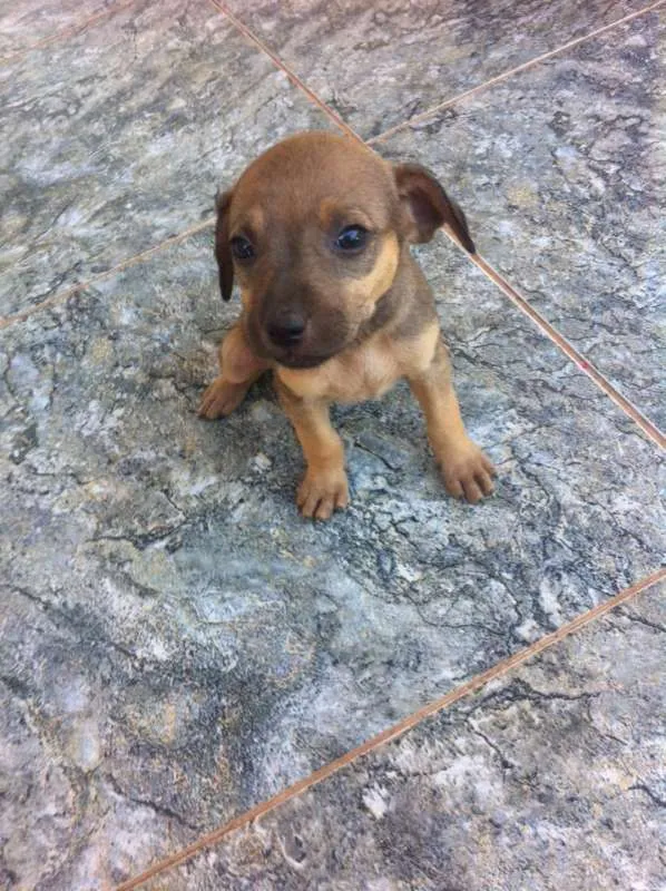 Cachorro ra a vira lata idade 2 a 6 meses nome você poderá escolher