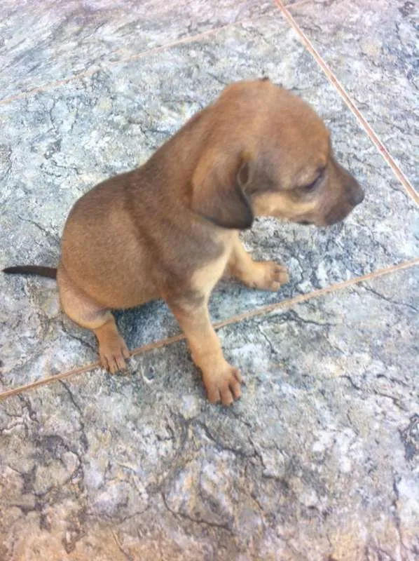 Cachorro ra a vira lata idade 2 a 6 meses nome você poderá escolher
