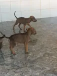 você poderá escolher
