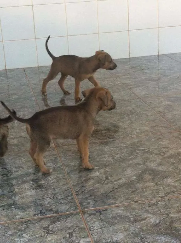 Cachorro ra a vira lata idade 2 a 6 meses nome você poderá escolher