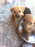 você poderá escolher