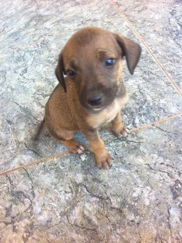 Cachorro ra a vira lata idade 2 a 6 meses nome você poderá escolher