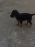 você poderá escolher
