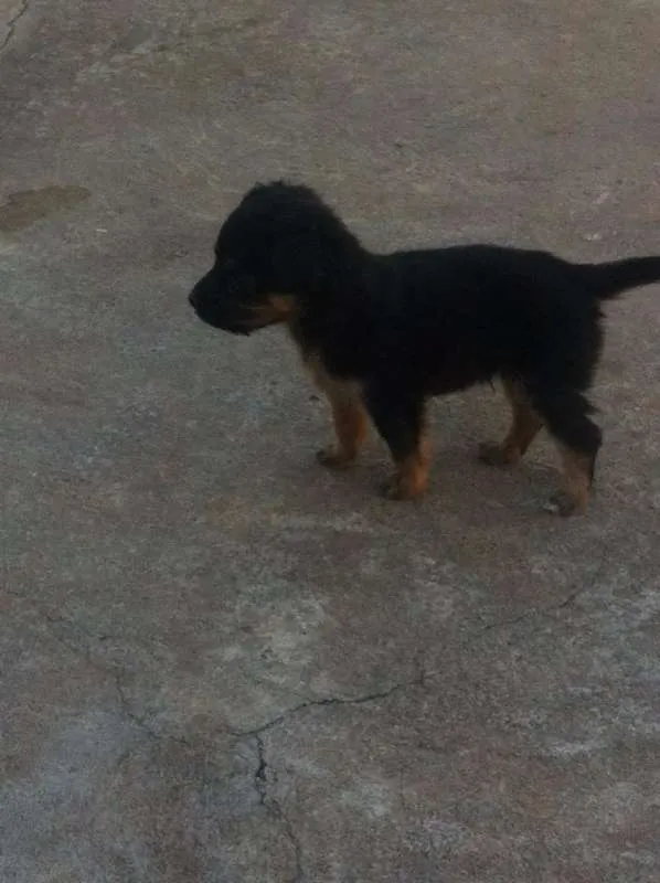 Cachorro ra a vira lata idade 2 a 6 meses nome você poderá escolher