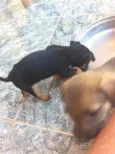 você poderá escolher