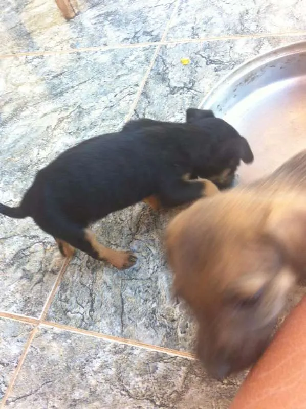 Cachorro ra a vira lata idade 2 a 6 meses nome você poderá escolher