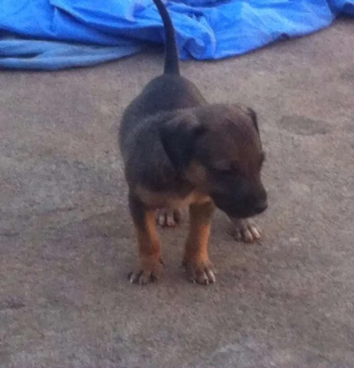 Cachorro ra a vira lata idade 2 a 6 meses nome você poderá escolher