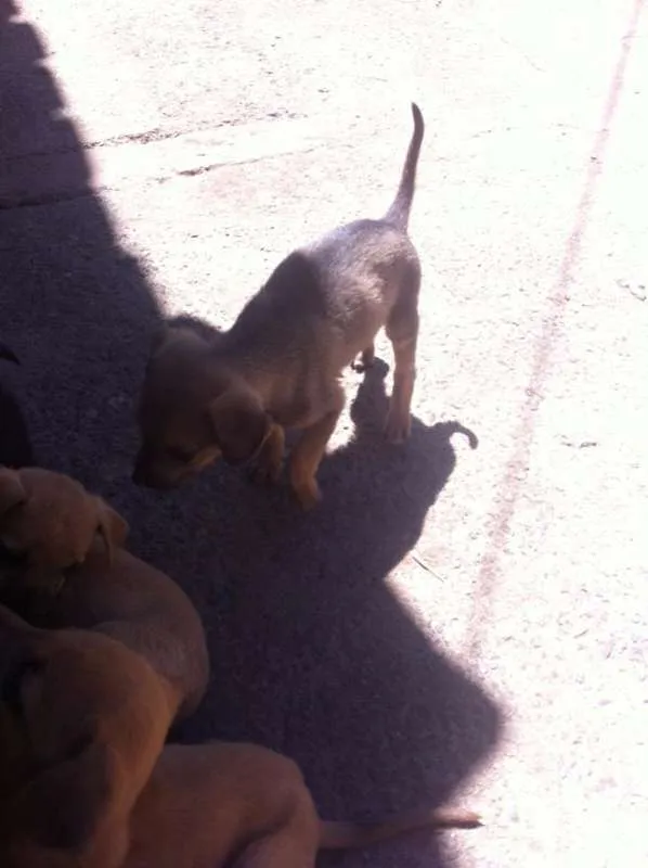 Cachorro ra a vira lata idade 2 a 6 meses nome você poderá escolher