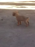 você poderá escolher