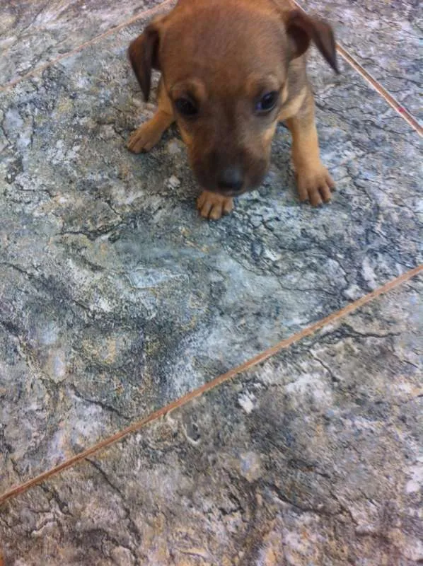 Cachorro ra a vira lata idade 2 a 6 meses nome você poderá escolher