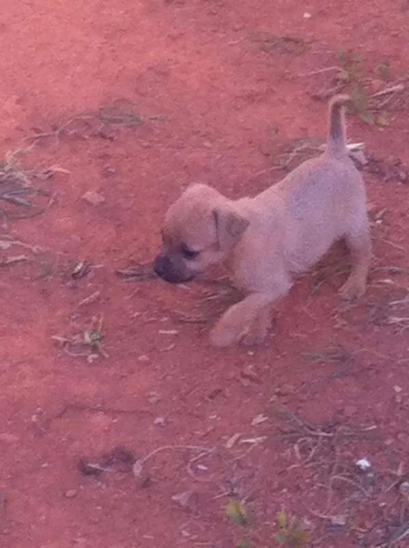 Cachorro ra a vira lata idade 2 a 6 meses nome você poderá escolher