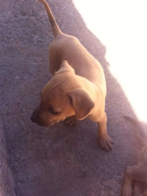 Cachorro ra a vira lata idade 2 a 6 meses nome você poderá escolher
