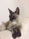 Belinha