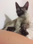Belinha