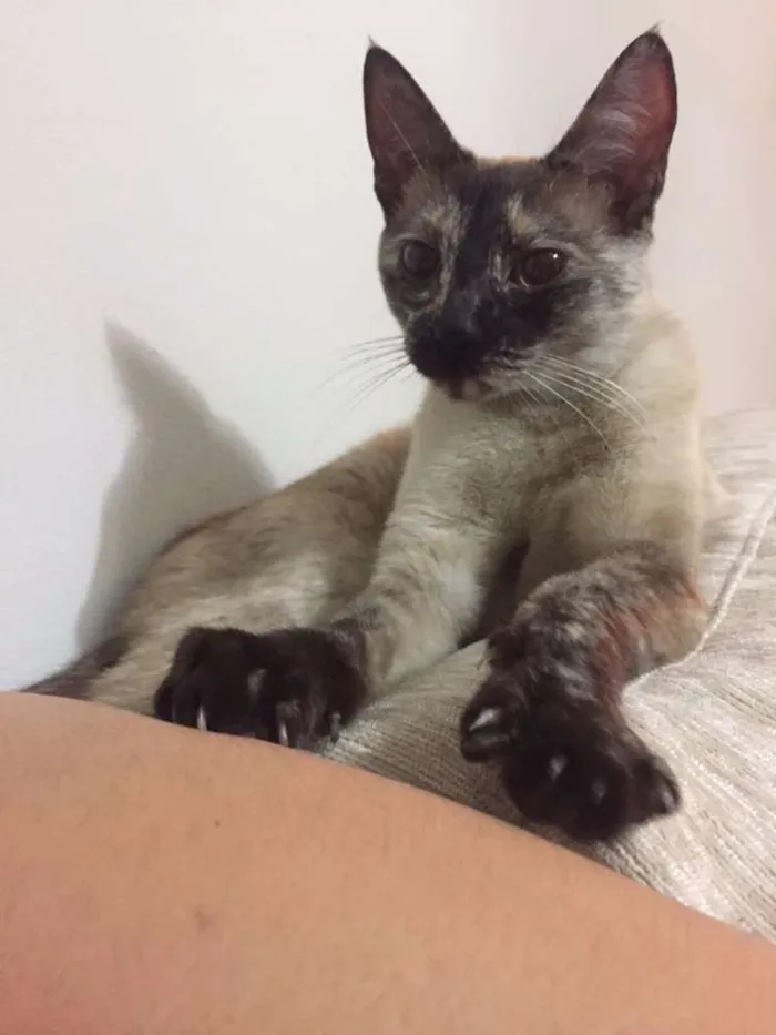 Gato ra a Vira lata idade 1 ano nome Belinha