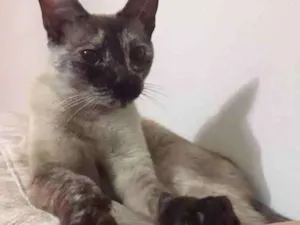 Gato raça Vira lata idade 1 ano nome Belinha