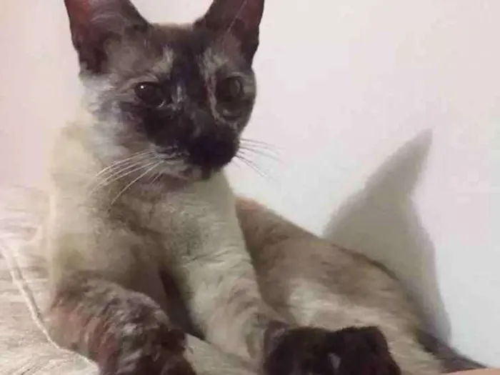 Gato ra a Vira lata idade 1 ano nome Belinha