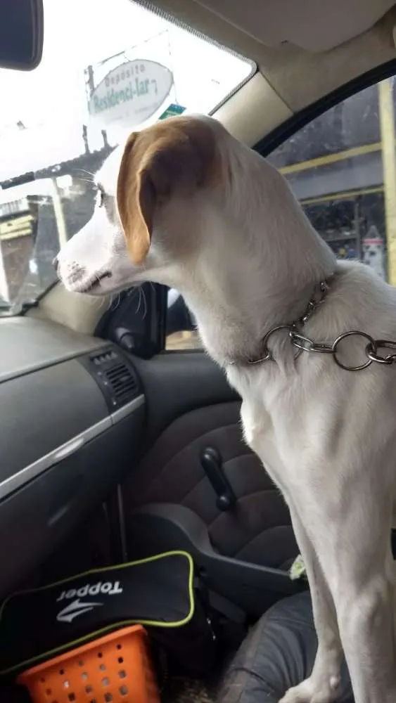 Cachorro ra a Sem raça definida idade 2 anos nome Pandora
