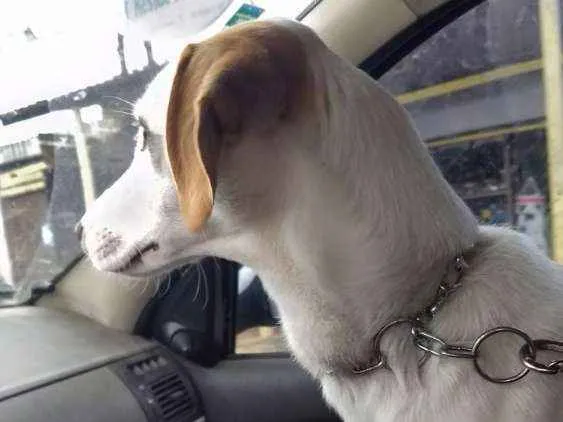 Cachorro ra a Sem raça definida idade 2 anos nome Pandora
