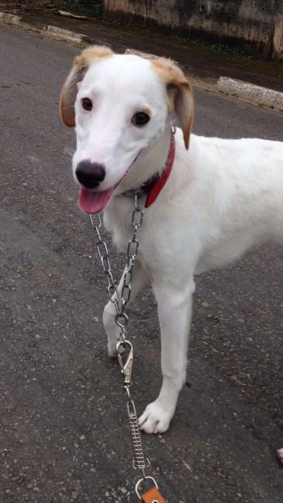 Cachorro ra a Sem raça definida idade 2 anos nome Pandora