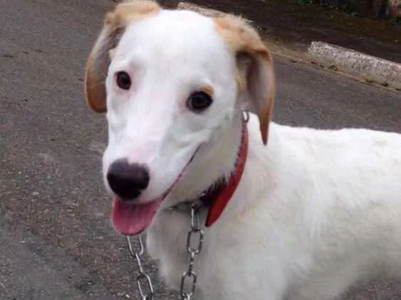 Cachorro ra a Sem raça definida idade 2 anos nome Pandora