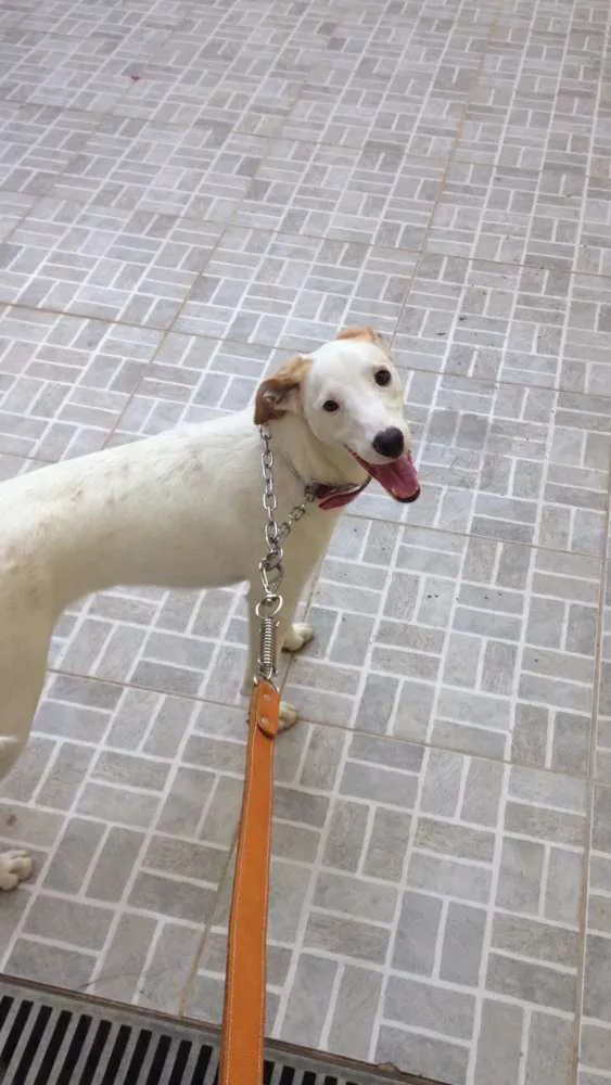 Cachorro ra a Sem raça definida idade 2 anos nome Pandora