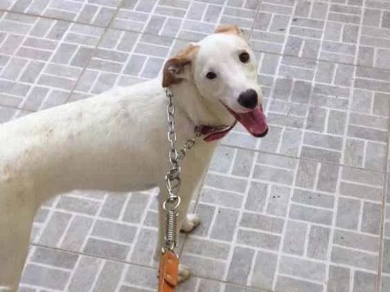 Cachorro ra a Sem raça definida idade 2 anos nome Pandora