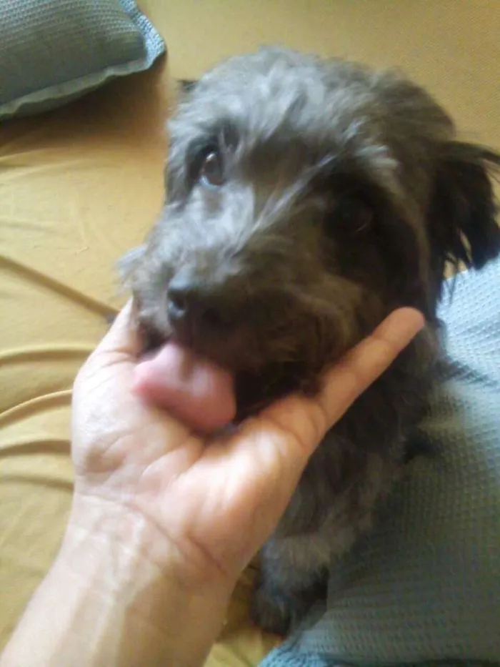 Cachorro ra a Poodle idade 6 ou mais anos nome Valente