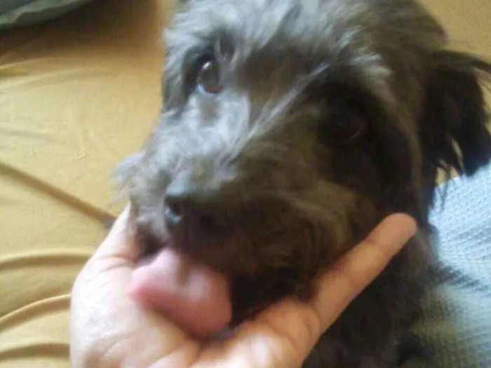 Cachorro ra a Poodle idade 6 ou mais anos nome Valente