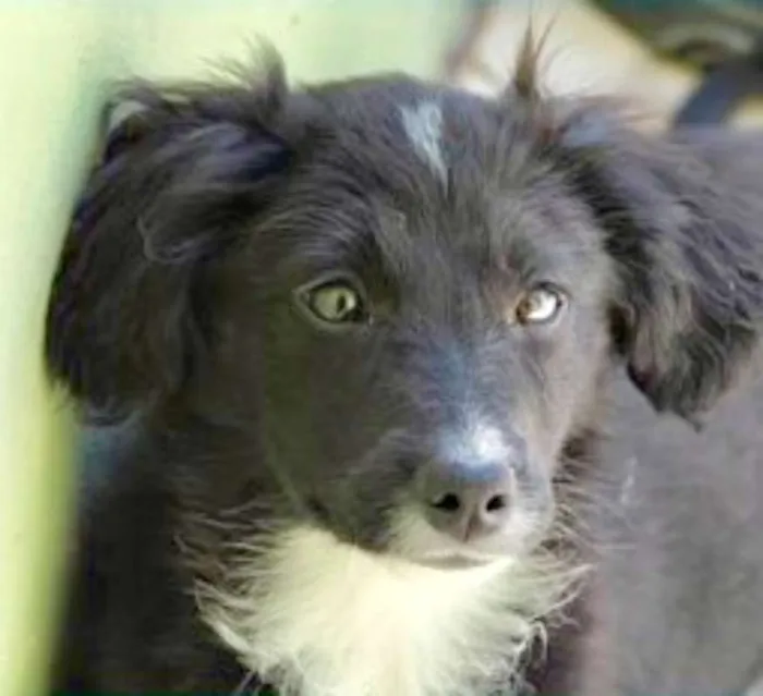 Cachorro ra a  idade 2 a 6 meses nome Mila Filhote