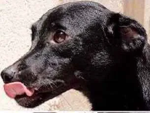 Cachorro raça SRD idade 3 anos nome Princesa e Pretinha