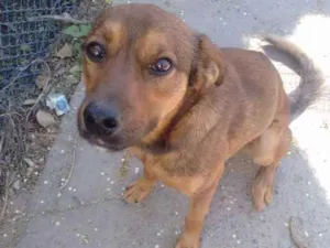 Cachorro raça  idade 7 a 11 meses nome Jack