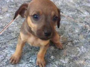 Cachorro raça vira lata idade 2 a 6 meses nome você poderá escolher