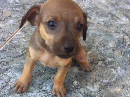 Cachorro ra a vira lata idade 2 a 6 meses nome você poderá escolher