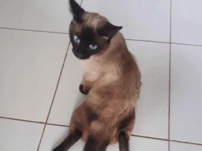 Gato raça  idade  nome Não sei