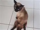 Gato raça  idade  nome Não sei