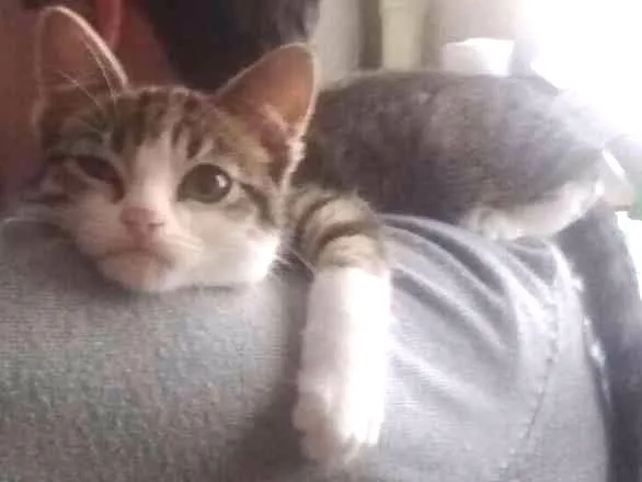 Gato ra a Srd idade 2 a 6 meses nome Tempestade