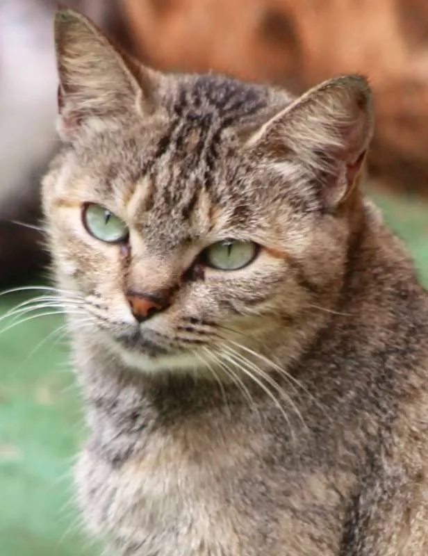Gato ra a  idade 2 anos nome Brisa