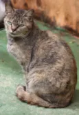 Brisa