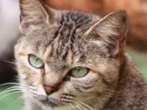 Gato raça  idade 2 anos nome Brisa