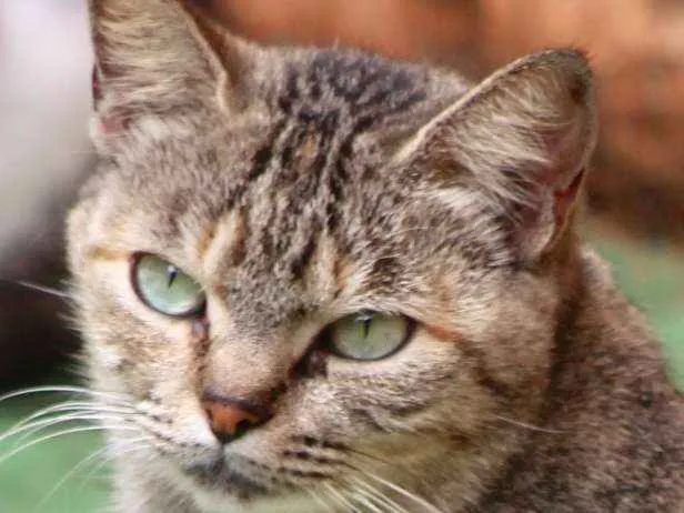 Gato ra a  idade 2 anos nome Brisa