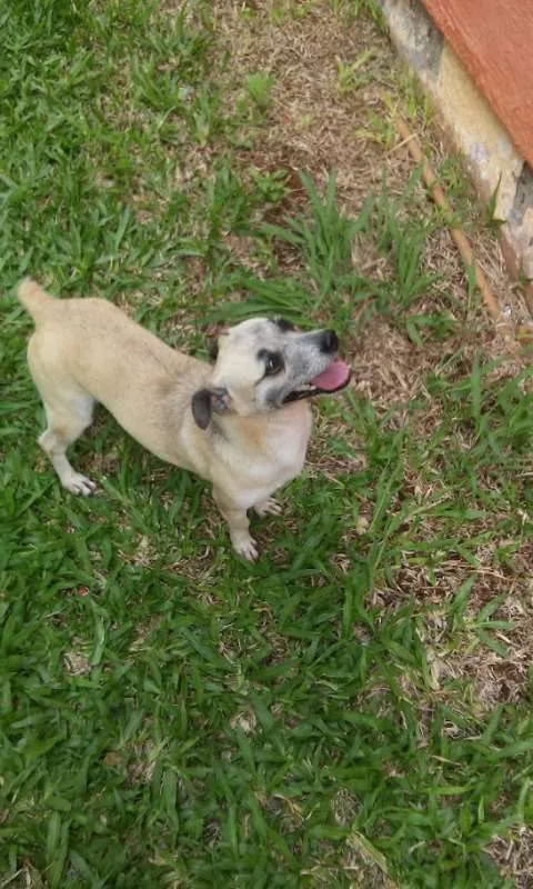 Cachorro ra a SRD idade 3 anos nome Não tem ainda 