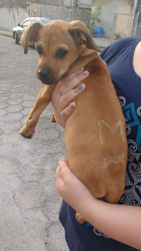 Cachorro ra a Sem raça definida idade 2 a 6 meses nome Sem nome