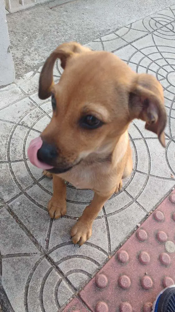 Cachorro ra a Sem raça definida idade 2 a 6 meses nome Sem nome