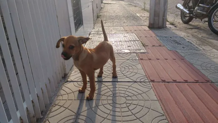 Cachorro ra a Sem raça definida idade 2 a 6 meses nome Sem nome