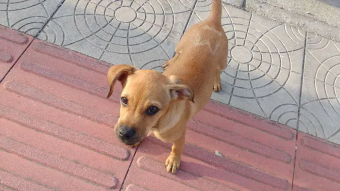 Cachorro ra a Sem raça definida idade 2 a 6 meses nome Sem nome
